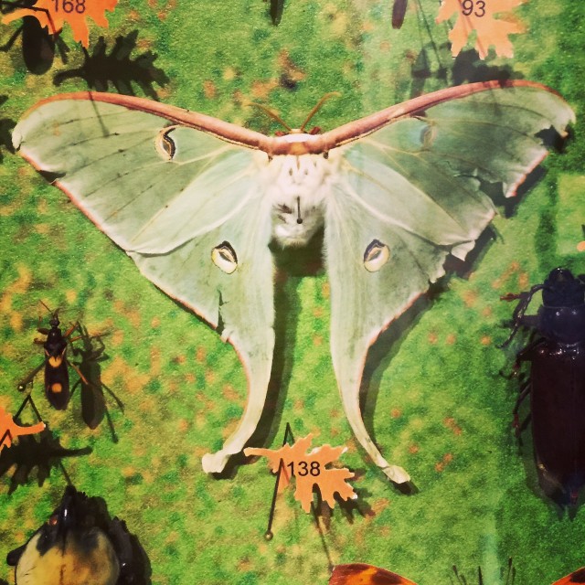 Luna Moth