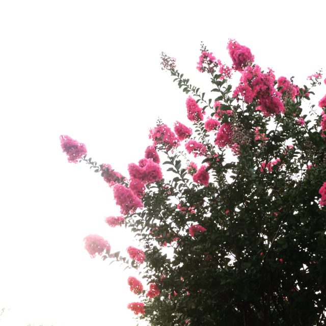 Gratitude grows a garden ~ Crystal Gornto | HeartStories