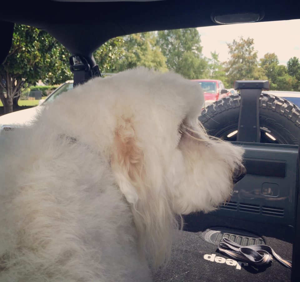 dog-delivery-crystal-gornto-heartstories
