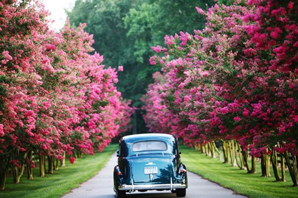 Crepe Myrtle Path ~ Crystal Gornto | heartstories
