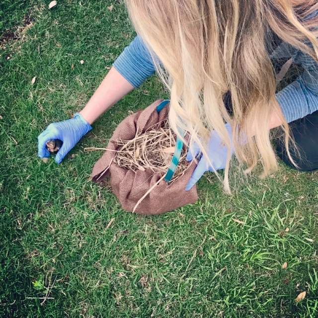 Operation Baby Bird Rescue ~ Crystal Gornto