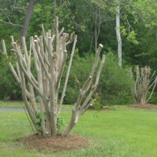 crape-myrtle-photo