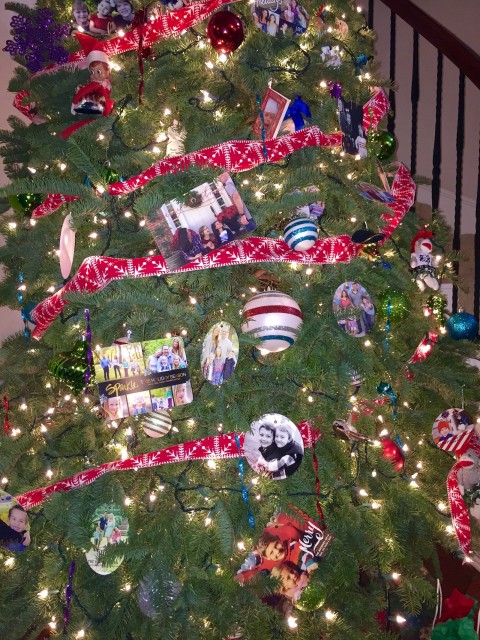 Tree close up