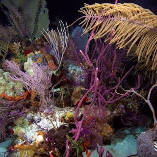 Cayman Coral at night | heartStories fear and the night dive