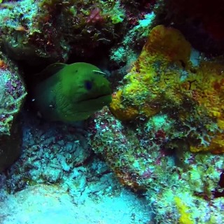 Green Moray Eel | heartStories fear and the night dive