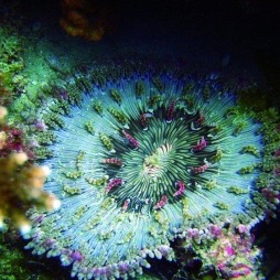 Cayman Night dive | Heartstories fear and the night dive