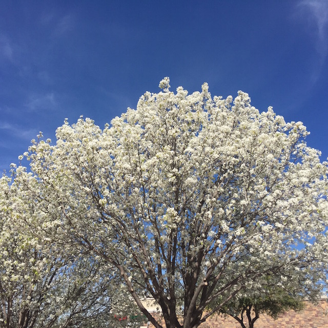 Spring Break ~ Crystal Gornto | HeartStories