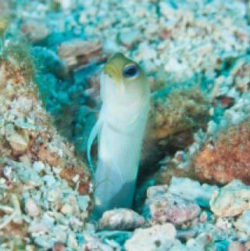 Yellowhead Jackfish