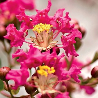 Crepe Myrtle